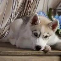 Siberian Husky Dogs Puzzle Jigsaw Baru Screen Shot 0