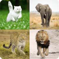 Guess the World Animals
