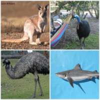 Australian Animal Quiz