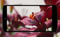 Flowers Wallpaper Screen Shot 3