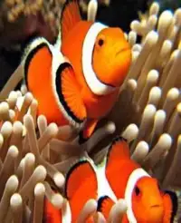 Find Nemo fishs puzzle games Screen Shot 7