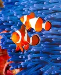 Find Nemo fishs puzzle games Screen Shot 4