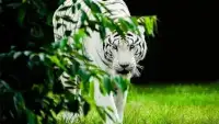 टाइल पहेली सफेद बाघ Screen Shot 15