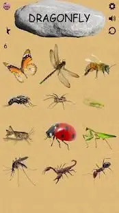 Insects - Learning Insects. Practice Test Sound Screen Shot 6