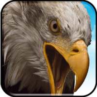 Birds Flying Eagle Simulator 3D