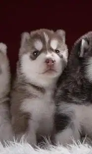 Siberian Husky Dogs Puzzle Jigsaw Baru Screen Shot 2