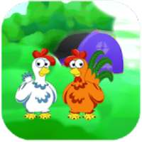 Harvest Eggs - Chicken Farm