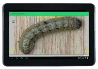 Maize Pests and Diseases Screen Shot 4