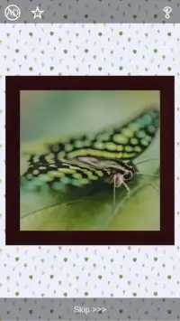 Butterflies Puzzles - 101 pictures Screen Shot 8