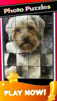 Puppies Yorkshire Pictures-Dog Animal Puzzle Game Screen Shot 0