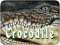 Crocodile Hunter With Sniper Screen Shot 14