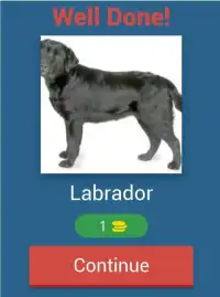 Dog Quiz - The popular dog breeds in the world Screen Shot 11