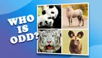 4 pictures 1 odd: animals, pets, who is differ? Screen Shot 6