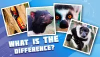 4 pictures 1 odd: animals, pets, who is differ? Screen Shot 3