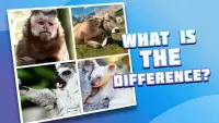 4 pictures 1 odd: animals, pets, who is differ? Screen Shot 7