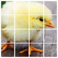 Cute Chick Pictures-Baby Chickens Puzzle Game