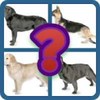 Dog Quiz - The popular dog breeds in the world