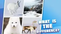 4 pictures 1 odd: animals, pets, who is differ? Screen Shot 5