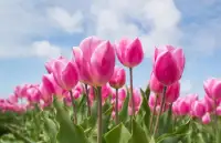 Alluring Spring Jigsaw Puzzles Screen Shot 13