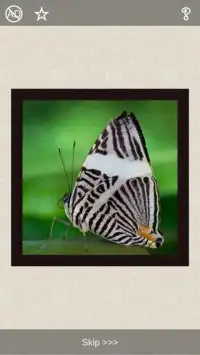 Butterflies Puzzles - 101 pictures Screen Shot 1