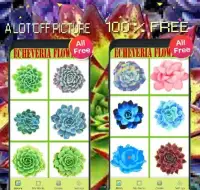 Echeveria Flowers Color By Number-Pixel Art Screen Shot 0