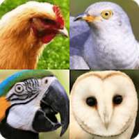Birds Quiz - Learn All Birds!