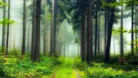 Forest HD Backgrounds Screen Shot 6