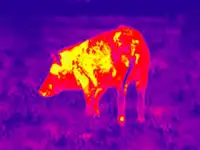 Infrared New Camera: New Thermal Vision Screen Shot 0