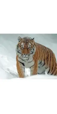 Tiger Memory Game Screen Shot 4