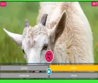 Swan et Neo :Animaux Quiz - deviner et apprendre 8 Screen Shot 0