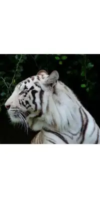 Tiger Memory Game Screen Shot 5