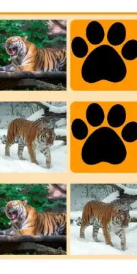 Tiger Memory Game Screen Shot 1