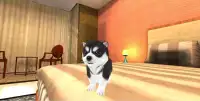 Hund Hündchen Simulator 3D Screen Shot 1