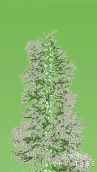 SpinTree 3D: Relaxing & Calming Tree growing game Screen Shot 2