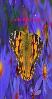 Lady Butterfly Screen Shot 4