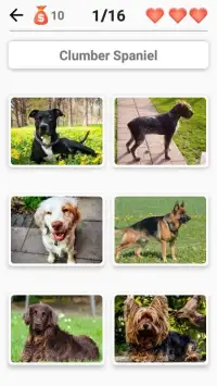Dog Breeds - Quiz about all dogs of the world! Screen Shot 2