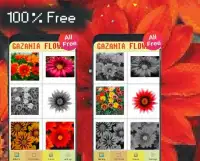 Gazania Flowers Color By Number-Pixel Art Screen Shot 1