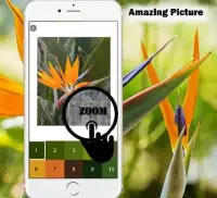 Bird Of Paradise Flowers Color By Number-Pixel Art Screen Shot 0