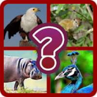 Birds Animal Quiz - Guess the Birds Animal Game