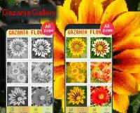 Gazania Flowers Color By Number-Pixel Art Screen Shot 3